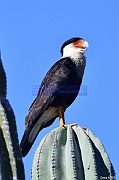 Caracara cheriway Caracara du Nord DSC_1874_tn